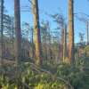 Guidance and support for landowners after damaging winds