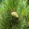Newly developed protocol a vital tool for safeguarding forestry industry