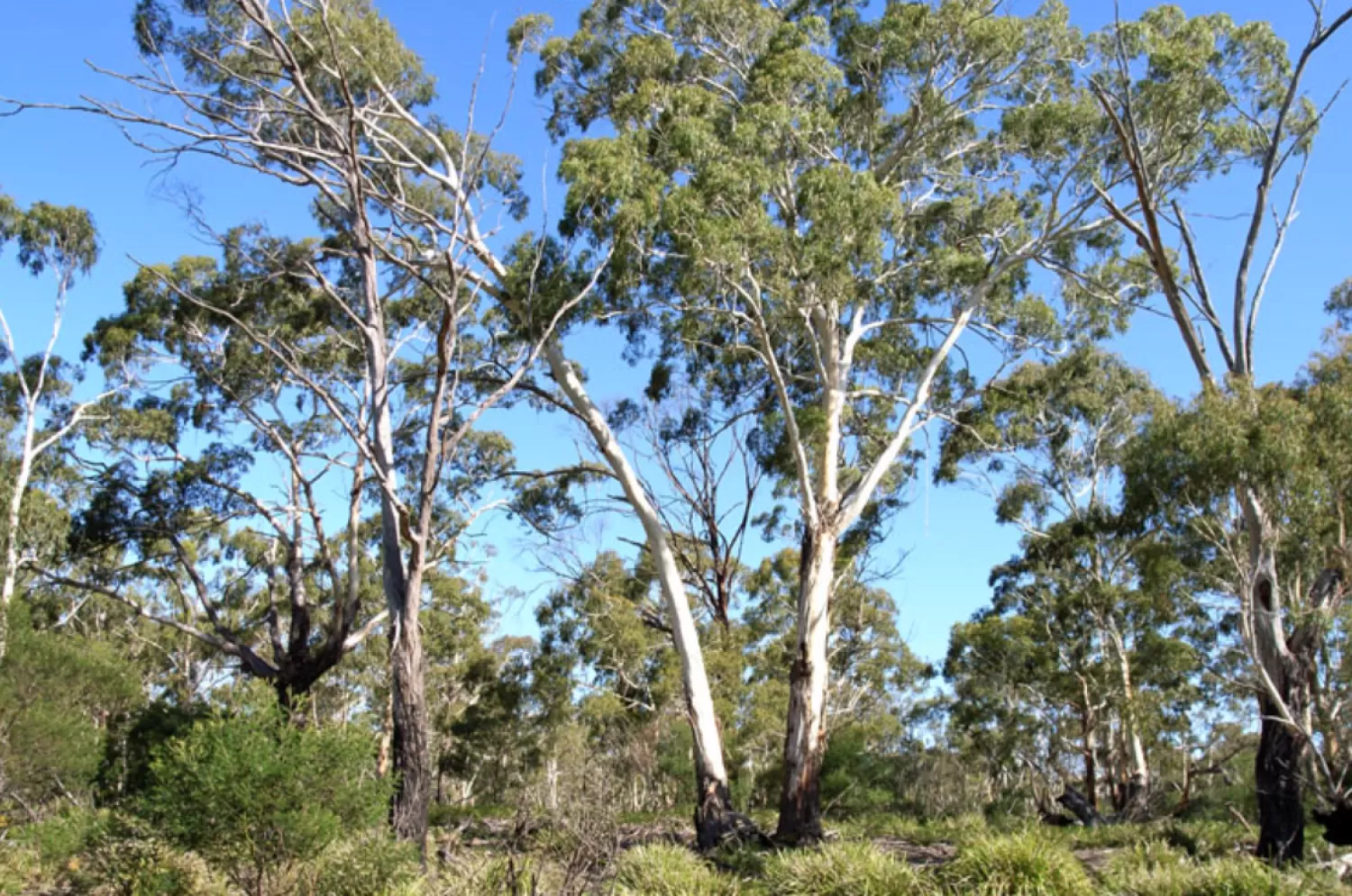 White gum Eucalyptus viminalis