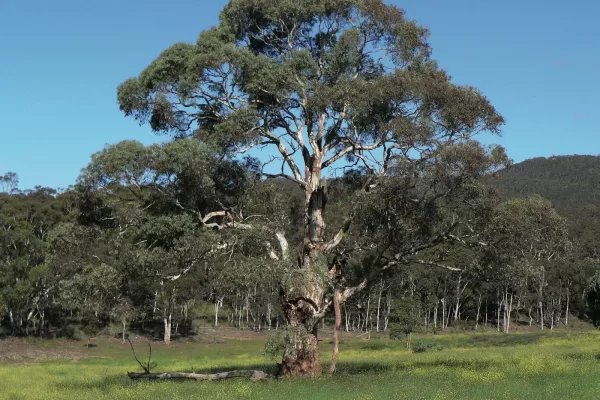 Eucalyptus rubida 1