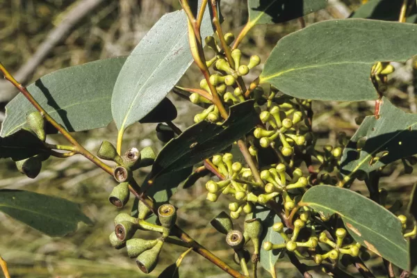 Eucalyptus sieberi buds