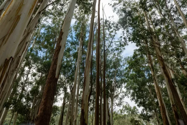 Eucalyptus Obliqua