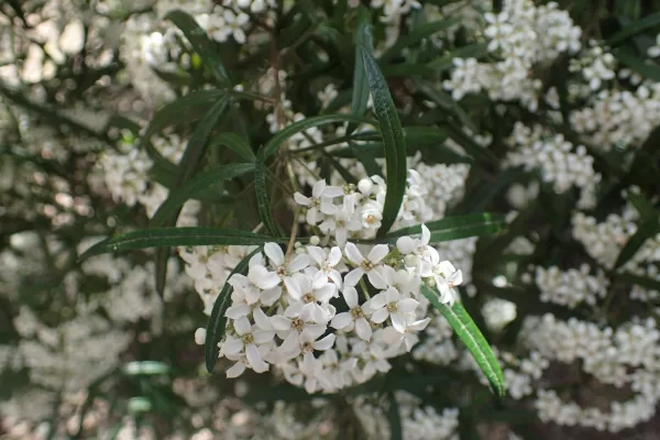 Zieria arborescens leaves and flowers