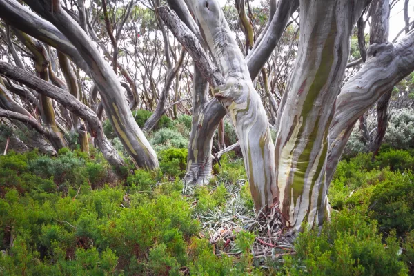Eucalyptus Pauciflora 2