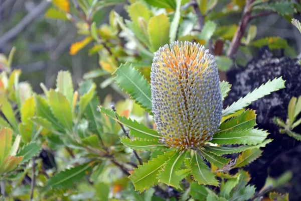 Saw toothed banksia2