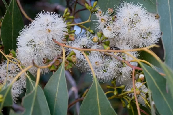 Eucalyptus ovata flowers
