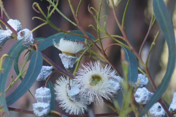Tasmanian blue gum Eucalyptus globulus