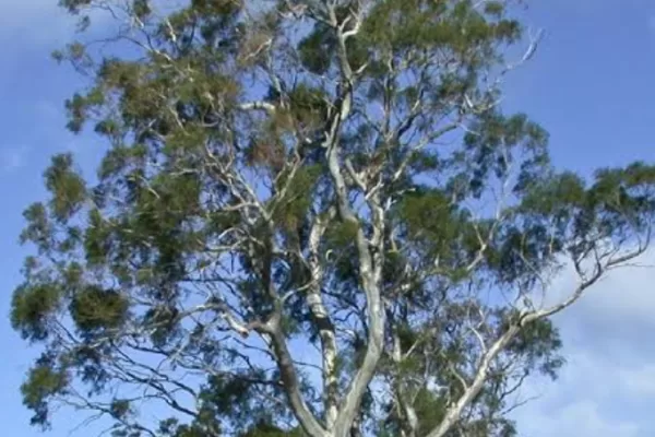 White peppermint Eucalyptus pulchella