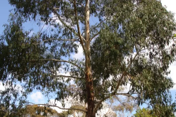 Black gum Eucalyptus ovata