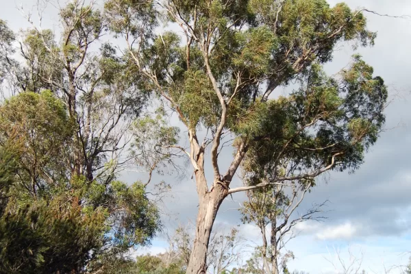 Black peppermint Eucalyptus amygdalina