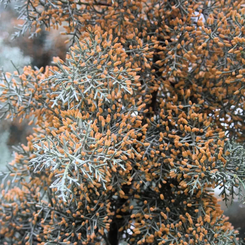 Oyster Bay Pine 2