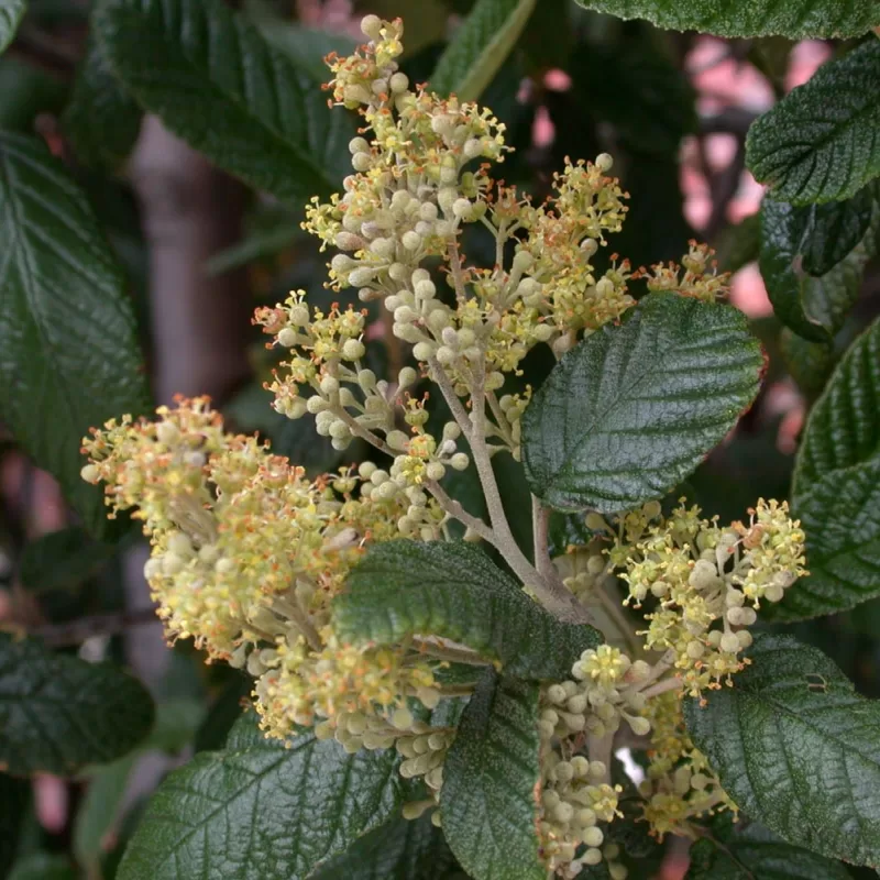 Pomaderris apetala with flowers