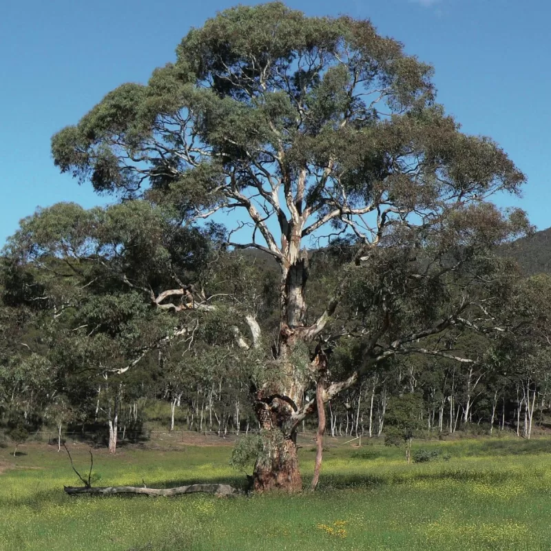 Eucalyptus rubida 1