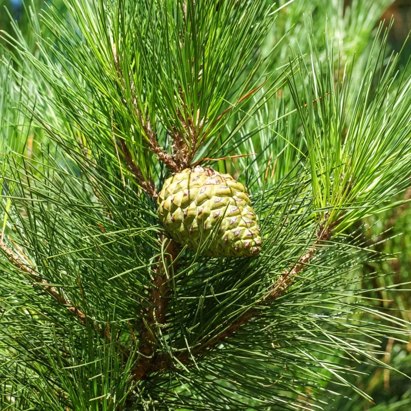 Radiata pine closeup