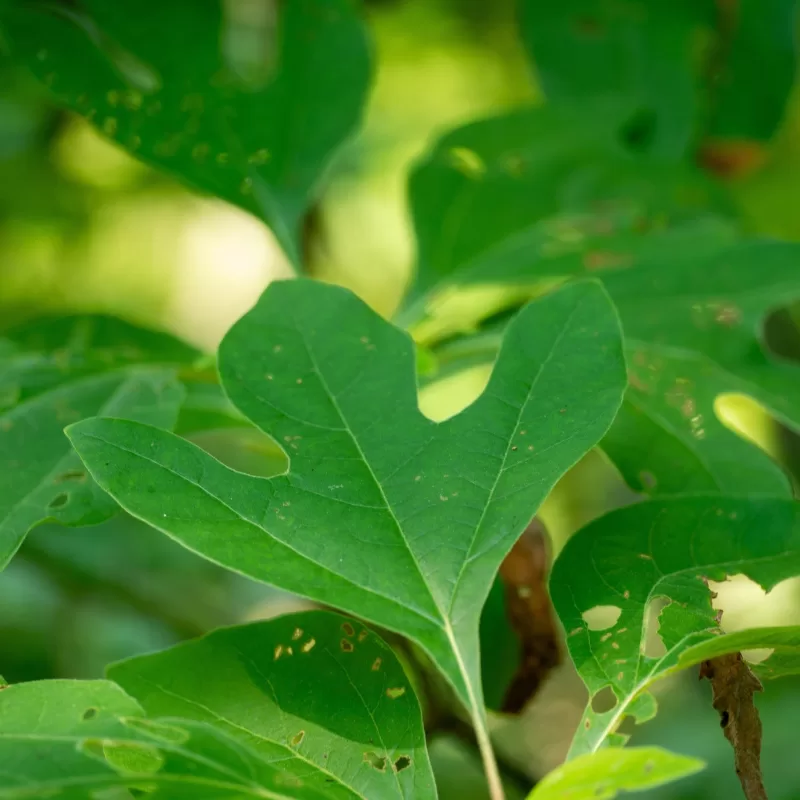 Sassafras2