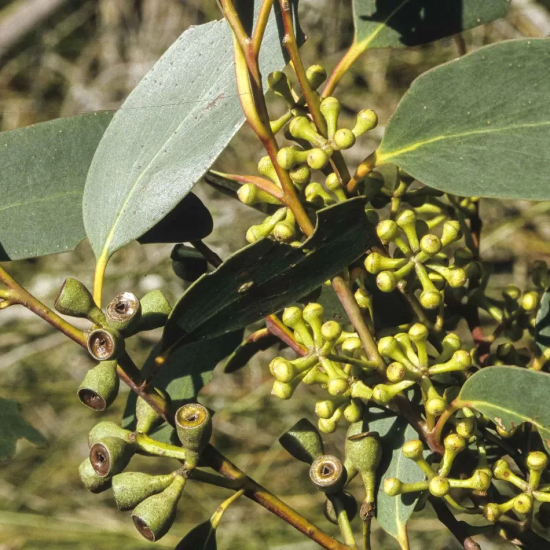 Eucalyptus sieberi buds