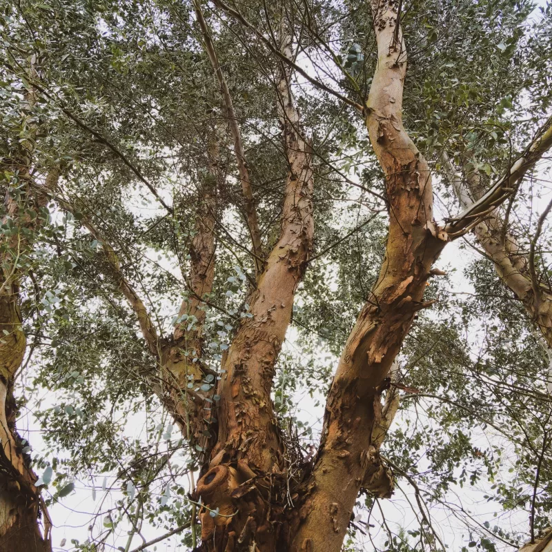Eucalyptus gunnii