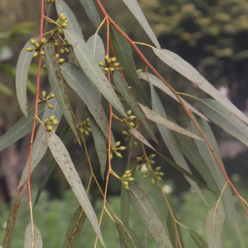 Eucalyptus Dalrympleana