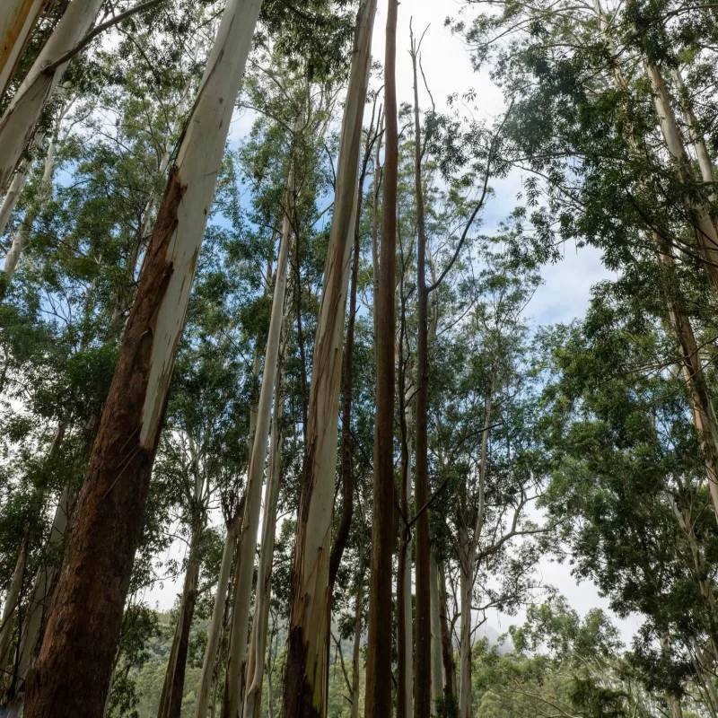Eucalyptus Obliqua