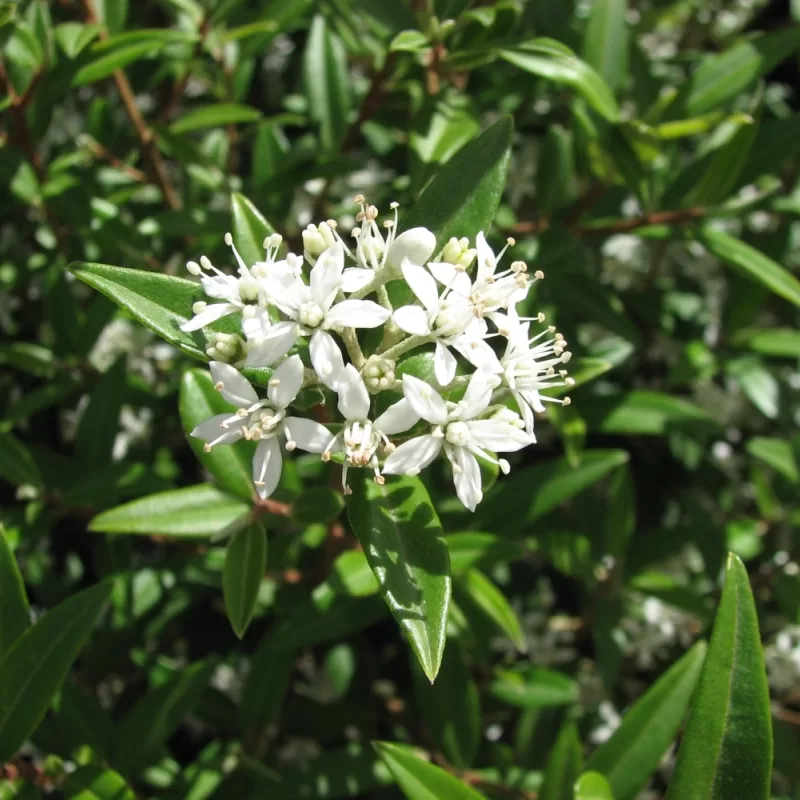Nematolepis squamea