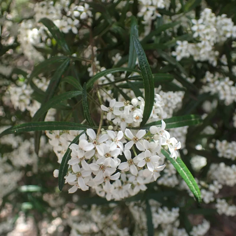 Zieria arborescens leaves and flowers
