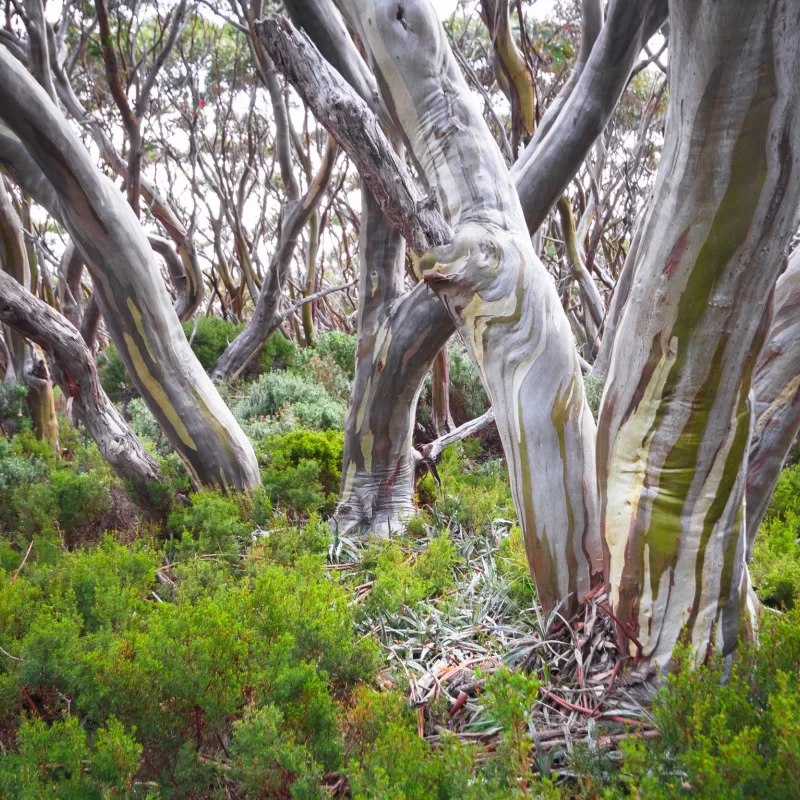 Eucalyptus Pauciflora 2