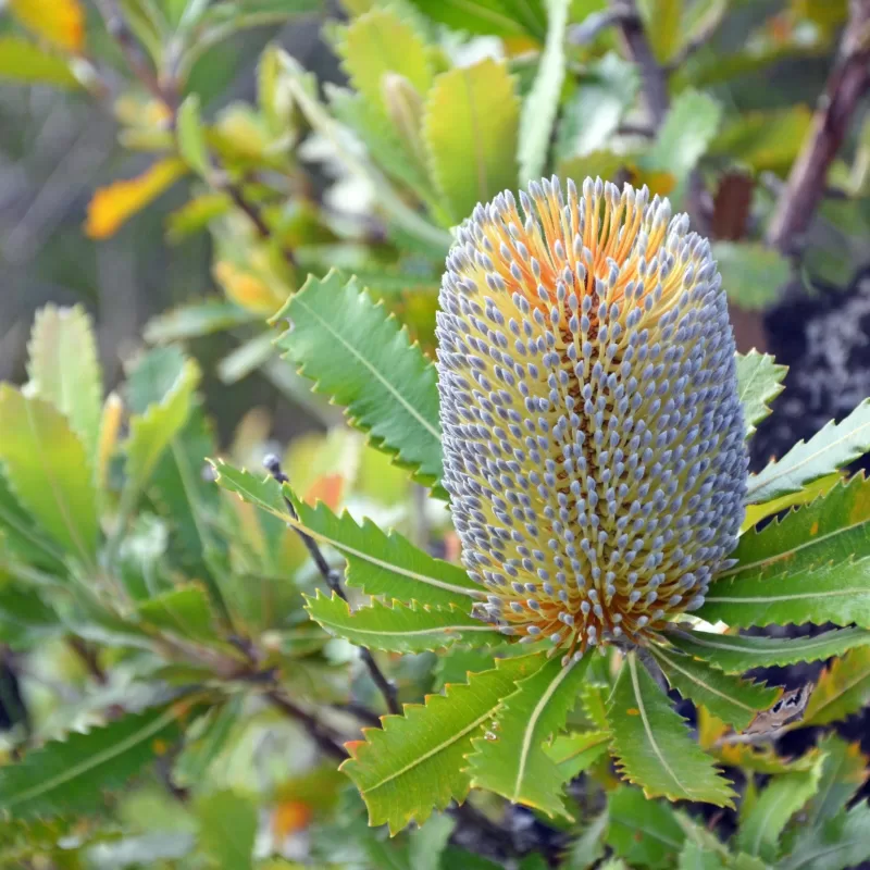 Saw toothed banksia2