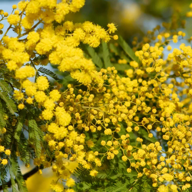 Acacia mucronata