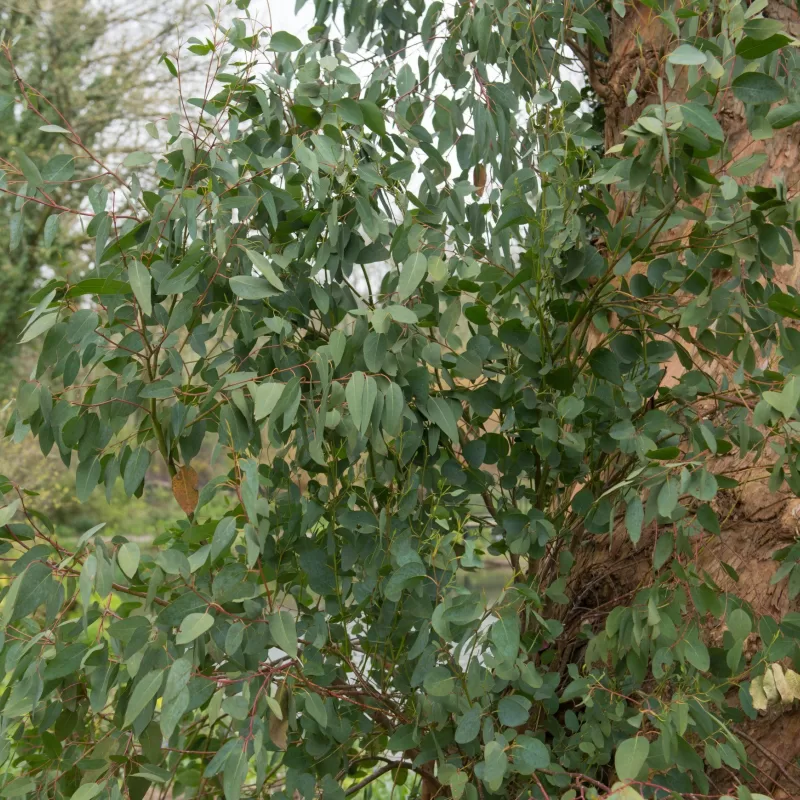 Eucalyptus delegatensis