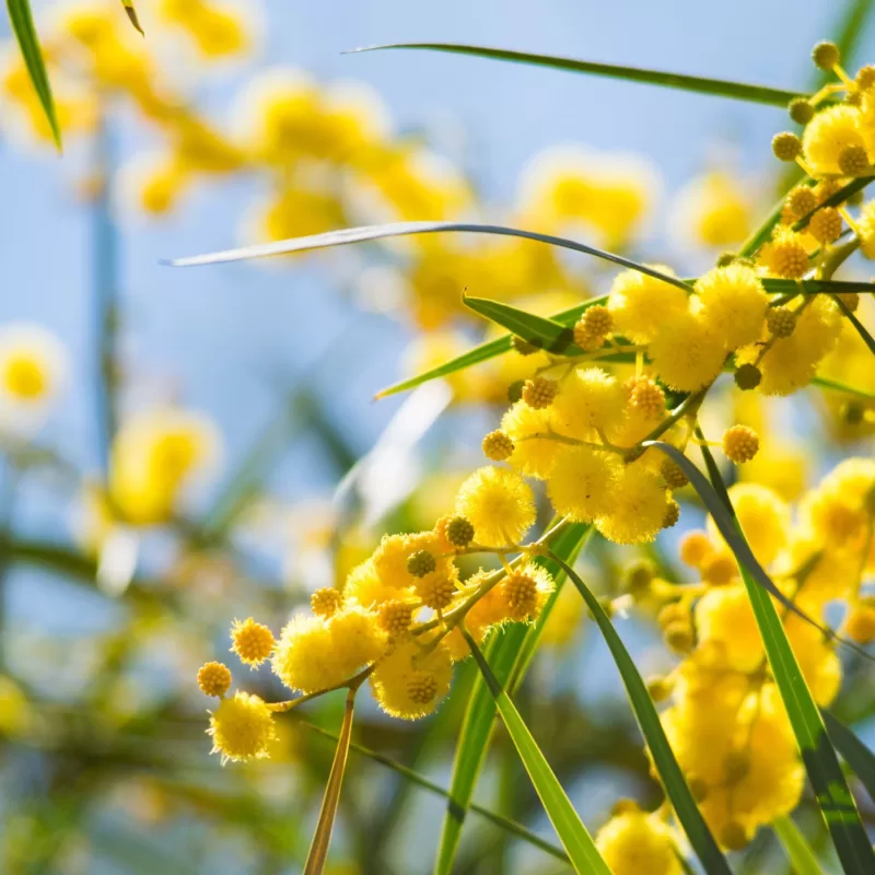 Acacia verniciflua