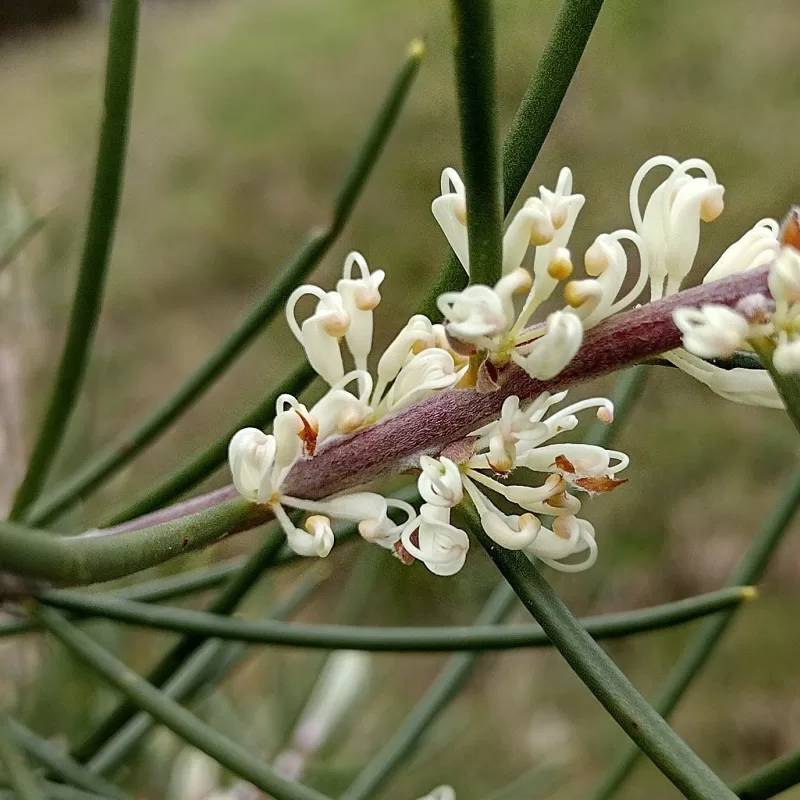 Hakea lissosperma