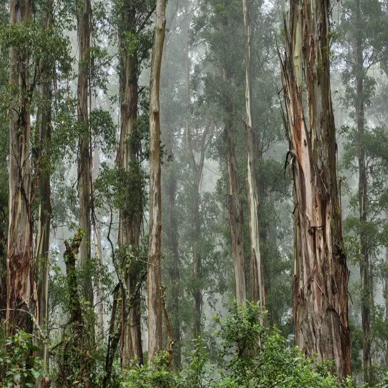 Eucalyptus regnans