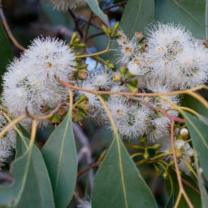 Eucalyptus ovata flowers