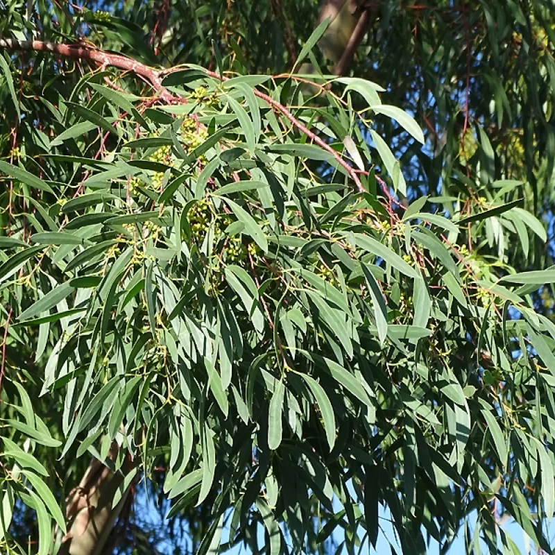 Eucalyptus nitida