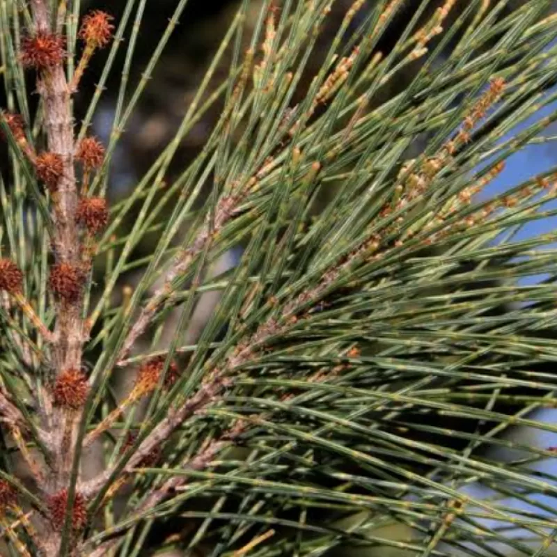 Black sheoak Allocasuarina littoralis