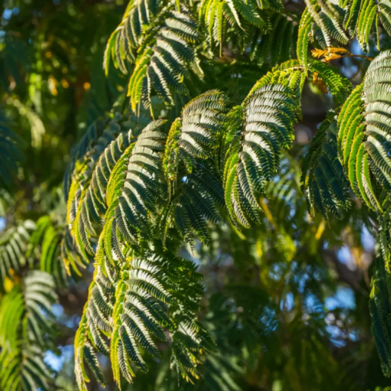 Black Wattle Acacia mearnsii