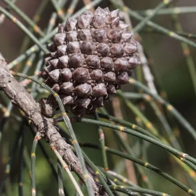Drooping sheoak Allocasuarina verticillata