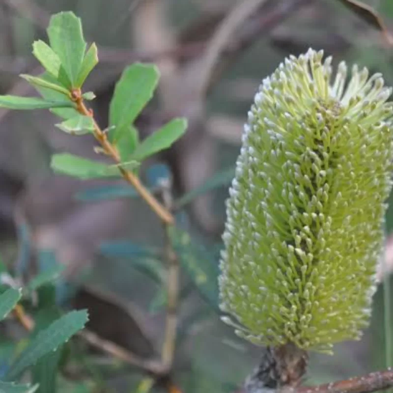 Silver banksia Banksia marginata