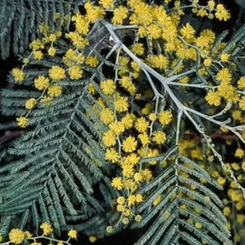 Silver Wattle Acacia dealbata