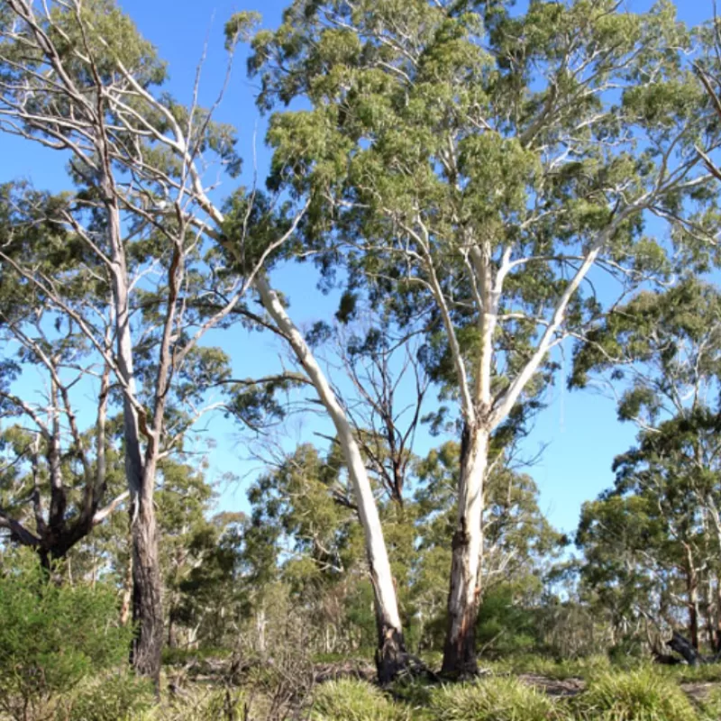 White gum Eucalyptus viminalis