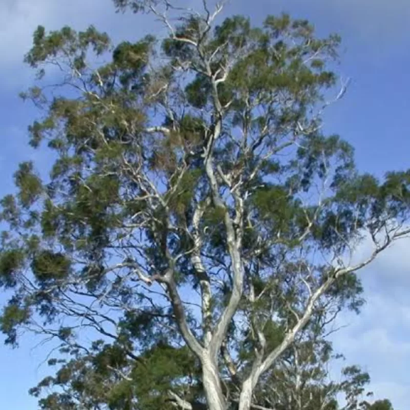 White peppermint Eucalyptus pulchella