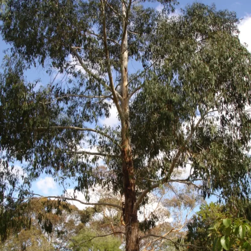 Black gum Eucalyptus ovata