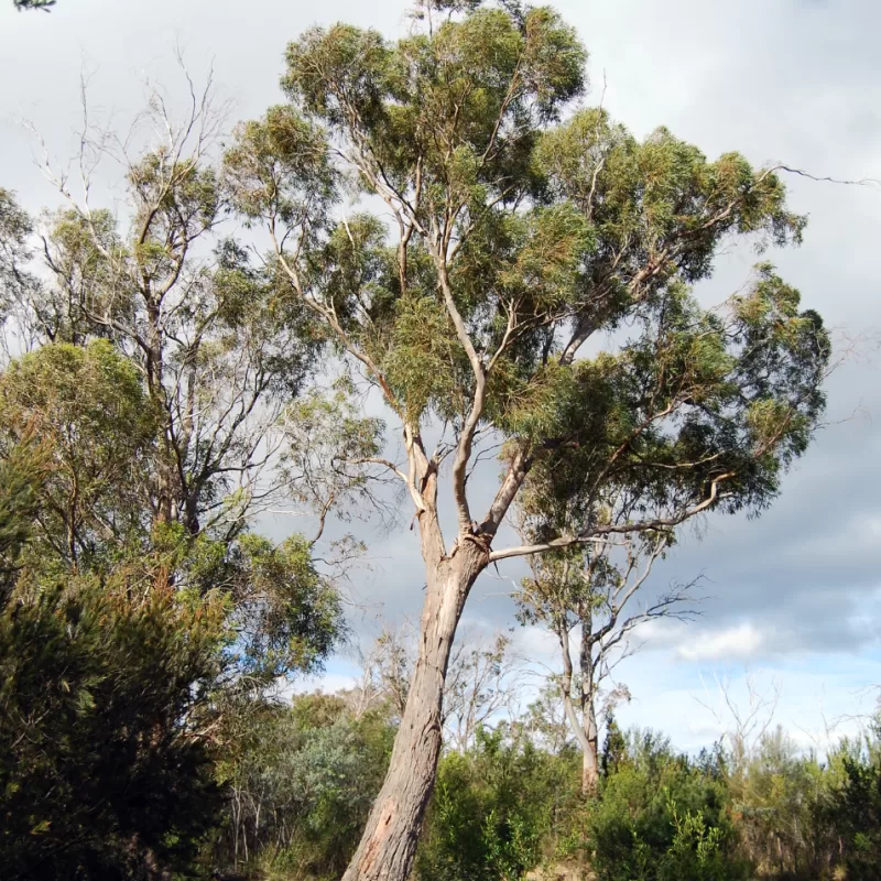 Black peppermint Eucalyptus amygdalina