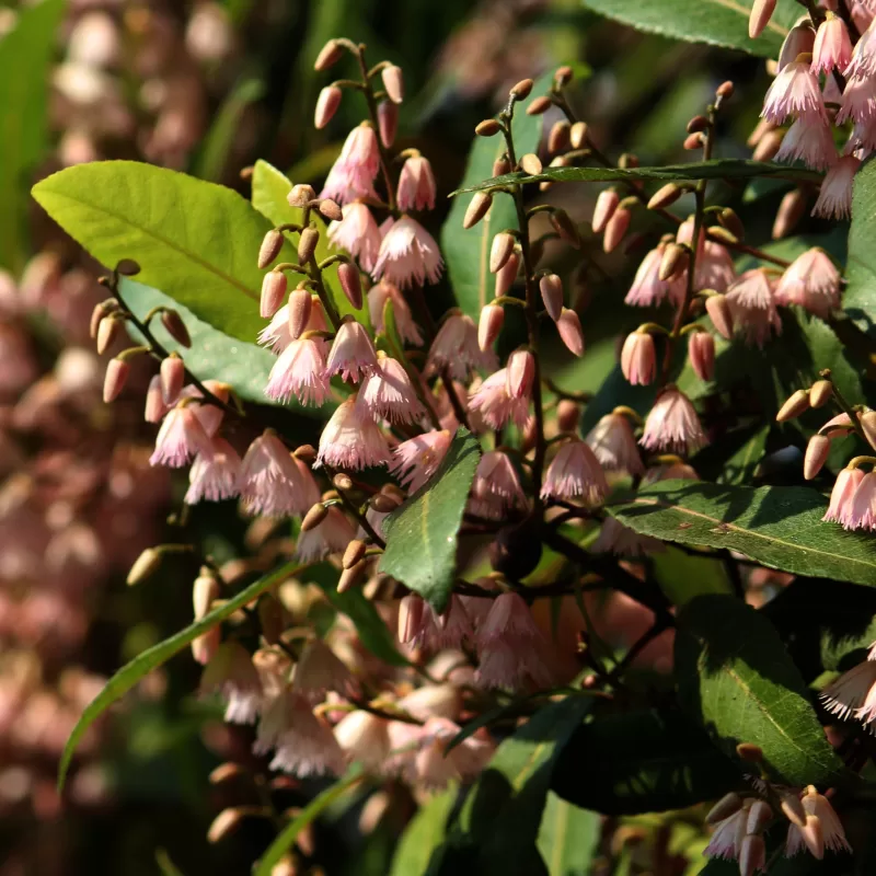 Blueberry Ash Elaeocarpus Reticulatus