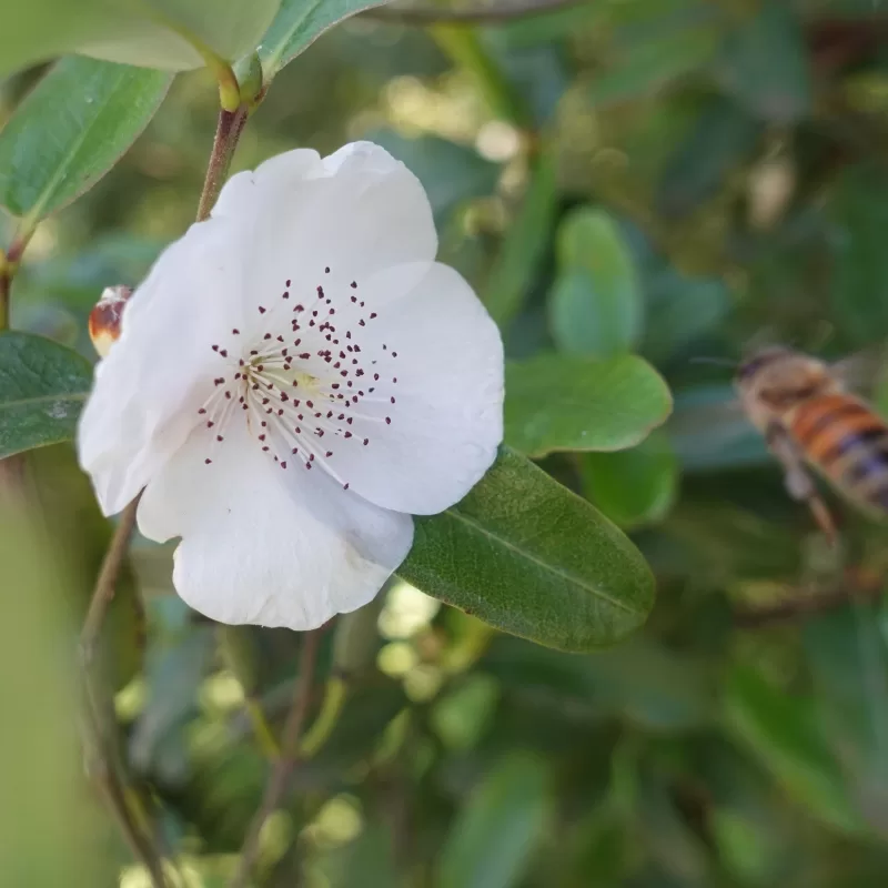 Leatherwood Eucryphia lucida