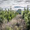 Bill passed to modernise private forestry regulations in Tasmania
