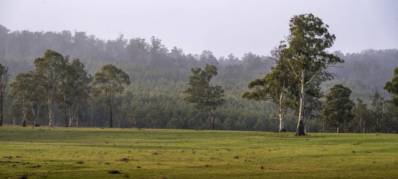 Prioritising outcomes for Tasmania's private forest growers in 2024-25