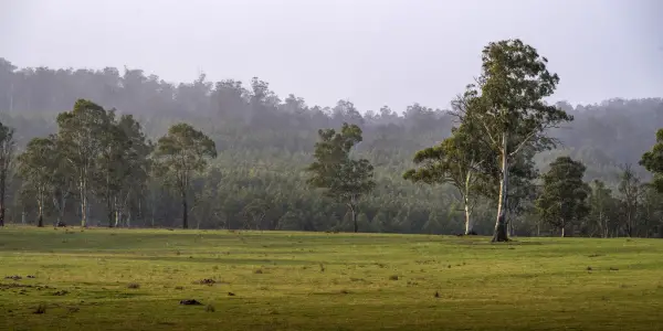 Prioritising outcomes for Tasmania's private forest growers in 2024-25