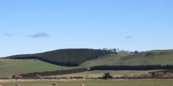 Private Forests Tasmania – Market Access Study workshops