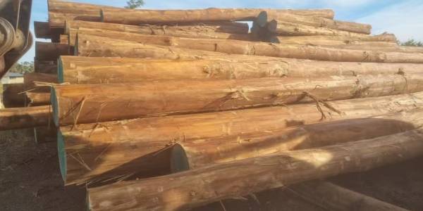Inquiry in Purchase Tasmanian Oak Sawlogs For Export in good Price